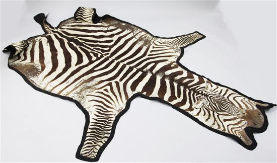 An early 20th century zebra skin rug, 10ft 1in.